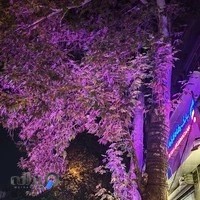 دکتر هنگامه اخوان