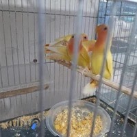 سالن پرنده اکبری(mehrdasht_parrot)