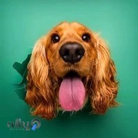 دامپزشک آنلاین شبانه روزی