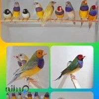 birdlandسرزمین پرنده