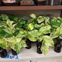 گلخانه نازگل