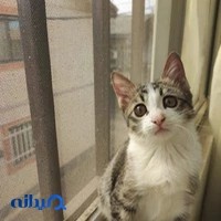 کلینیک دامپزشکی گیلانا