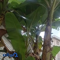 ایوان دیزاین