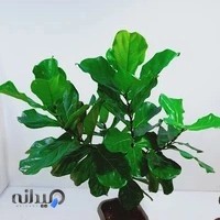 گل ورک