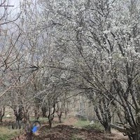 جلا موزاییک شیری