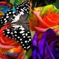 گل فروشی گل آرا