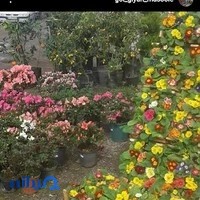 گل و گیاه تک ماسوله