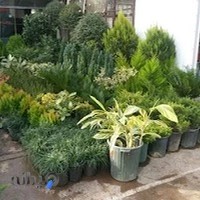 گل وگیاه باغچه ای