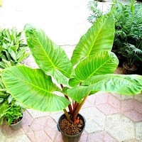 ارزانسرای گیاه برگام