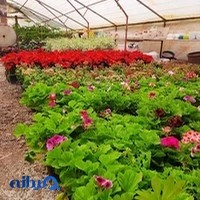 گلخانه اسدپور