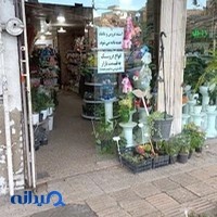 گل هلند (گل مریم سابق)