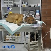 Dr joulai pet clinic کلینیک دامپزشکی دکتر جولایی