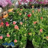 گلفروشی مارانتا