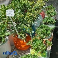 گل سفیر سبز