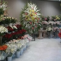 گل پرنده بهشت