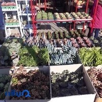 باغ گل فدک