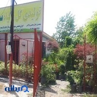 تولیدی گل و گیاه سرو طلایی