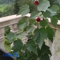 اداره کل غله و خدمات بازرگانی استان گیلان