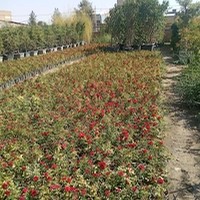 گلفروشی گلیران