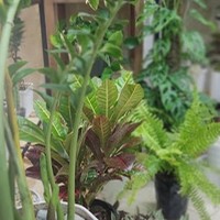 گلسرای لاله