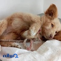 درمانگاه دامپزشکی دکتراحمدی