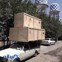 باربری گل نرگس