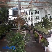 گلفروشی یاس
