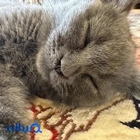 پت شاپ گلبا