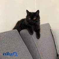دامپزشک سیار در تهران - آدلین پت