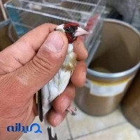 پرنده سرای کیوان