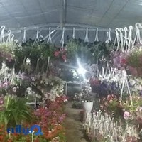 نمایشگاه گل و گیاه آزالیا