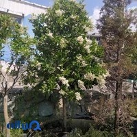 خدمات باغچه و گلفروشی