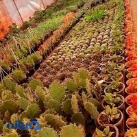 تولیدی گل و گیاه ماهان سپاهان