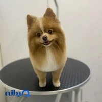 کلینیک دامپزشکی رسپینا
