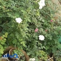 گل و گیاه سلطانیان