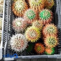 بذر بازار