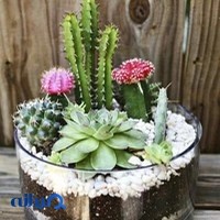 گلهای تزیینی ژیکال