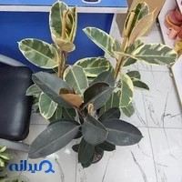 گل فروشی گلها