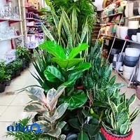 بازار گل اول