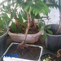 نمایشگاه گل گیاه ارکیده