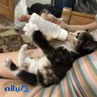 کلینیک دامپزشکی پارسا