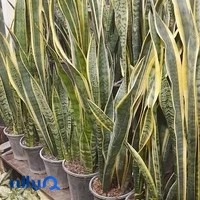 گل آپارتمانی اقاجون