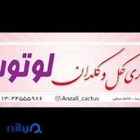گالری گل و گلدان لوتوس