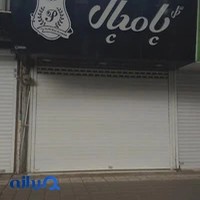 گل پامچال