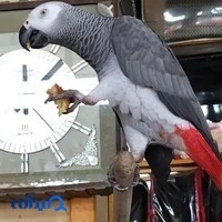 چادر مسافرتی و روکش صندلی‌ اتومبیل ابوالفضل