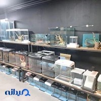 ماهی پت