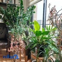 دکتر فریبرز نعمتی‌زاده