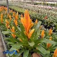 گل و گیاه میثم