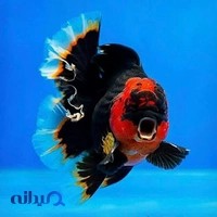 آکواریم امیرعلی
