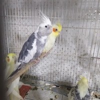 پرنده سرای پرستیژ